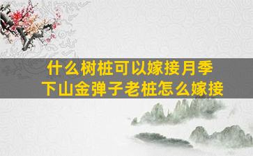 什么树桩可以嫁接月季 下山金弹子老桩怎么嫁接